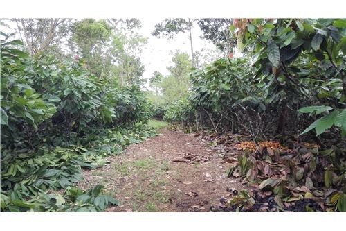 <p>Finca de cacao en San Carlos, Costa Rica. 132ha en área total, divididas en 3 sectores principales: 34ha de plantas de cacao plantadas, 52ha listas para sembrar y 46ha de…